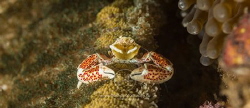 Porcelain crab posing for a portrait by Arno Enzo 